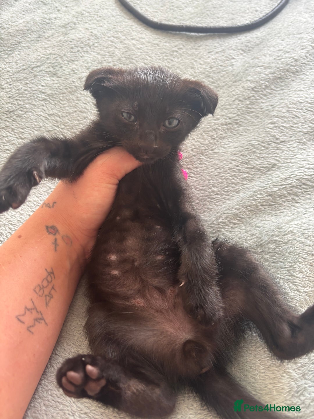 Scottish Fold cats for sale: Oriental shorthair x Scottish fold - Image 4