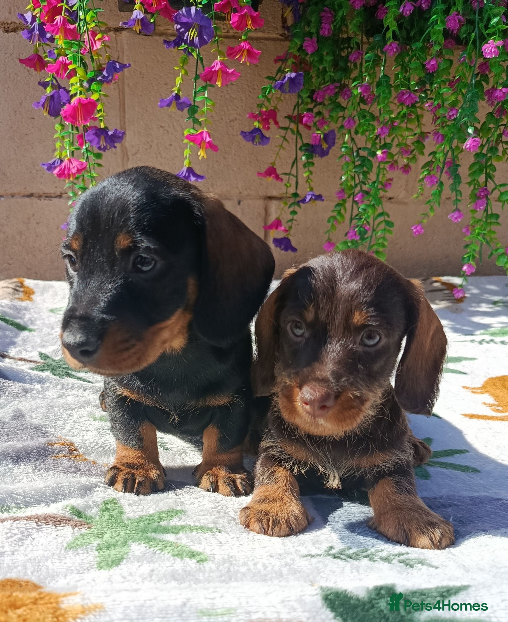 Miniature Dachshund dogs MINI WIRES KC REG PRA CLEAR - Advert 1