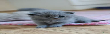 British Shorthair Kitten 4