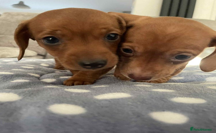 Miniature Dachshund dogs Beautiful Miniature Dachshund Puppies - Advert 1