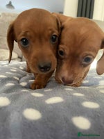 Miniature Dachshund dogs Beautiful Miniature Dachshund Puppies - Advert 4