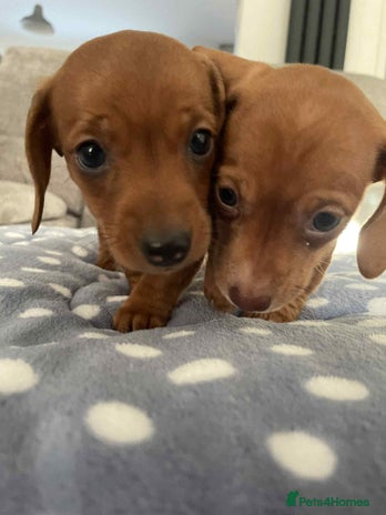 Miniature Dachshund dogs Beautiful Miniature Dachshund Puppies - Advert 1
