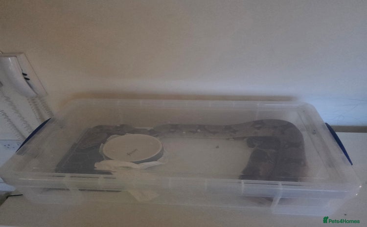 Snake reptiles - Advert 1