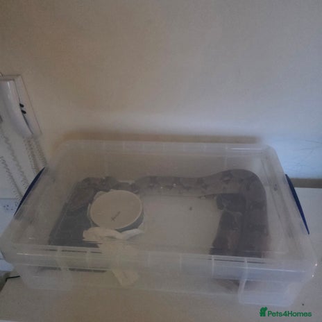 Snake reptiles - Advert 1