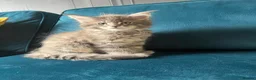 Maine Coon cats for sale: Gccf pedigree Maine coon kittens  - Advert 15