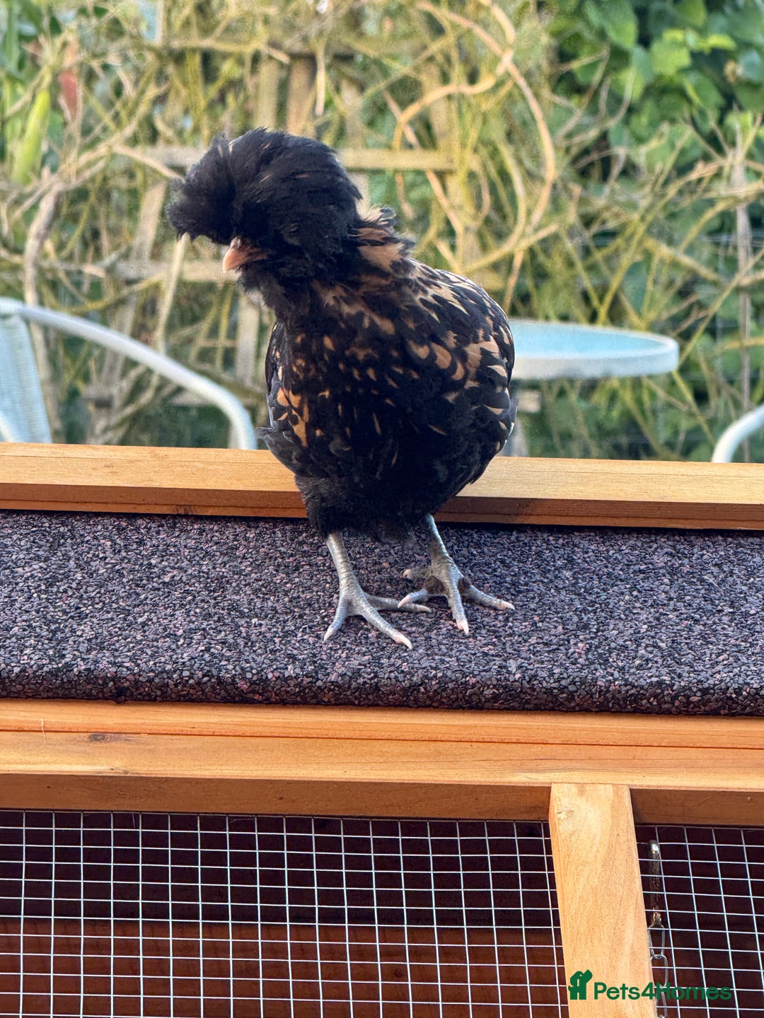 Chickens poultry for sale: 4 chicks - Image 4