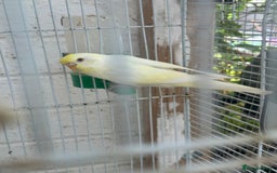 Budgerigars birds for sale: Budgies need gone  - Image 7
