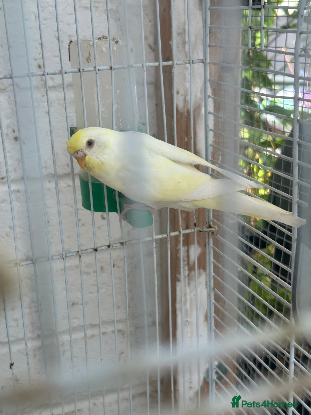 Budgerigars birds for sale: Budgies need gone  - Image 7