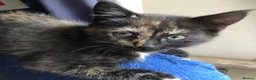 Mixed Breed cats for sale: Healthy playful kittens - Advert 2