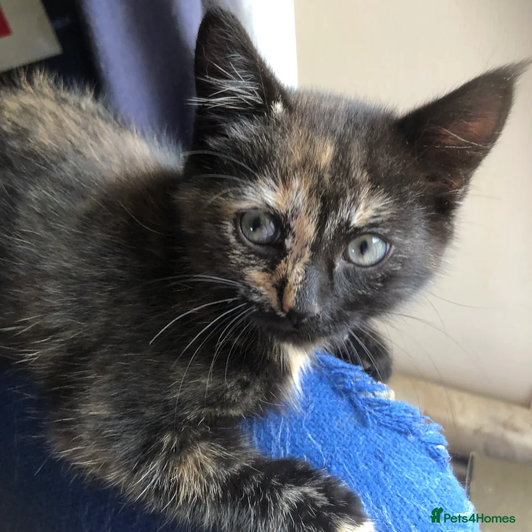 Mixed Breed cats for sale: Healthy playful kittens - Advert 2