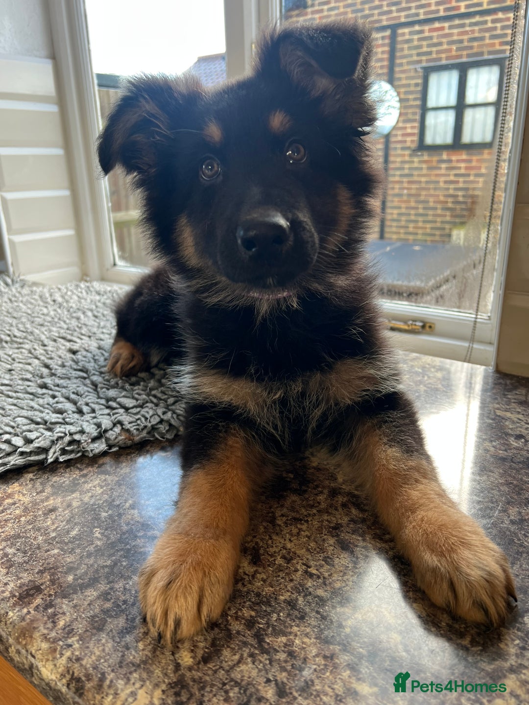 German Shepherd dogs for sale: Outstanding litter KC Reg German Shepherd puppies - Advert 1