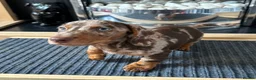 Miniature Dachshund dogs for sale: KC registered Miniature Dachshund  - Advert 4