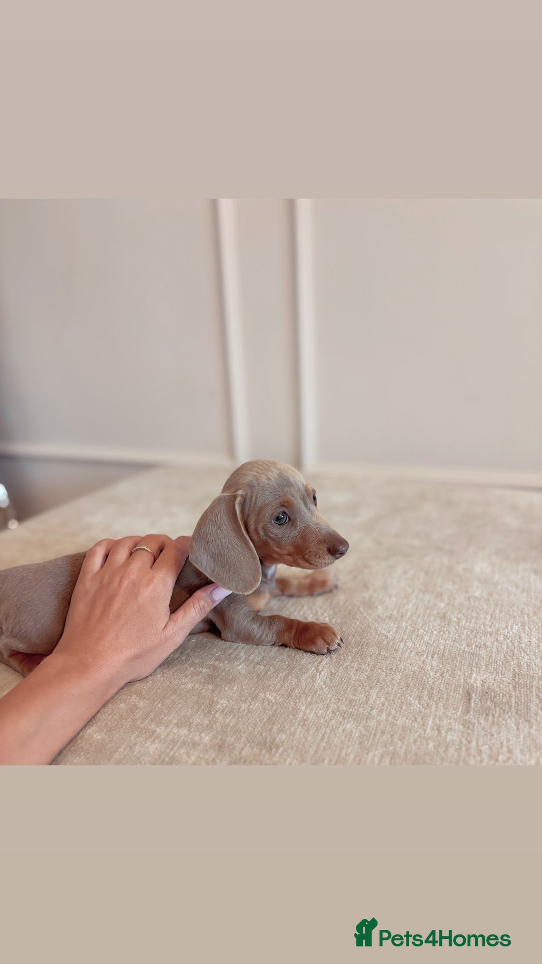 Miniature Dachshund dogs for sale: Last girl reduced  - Image 7