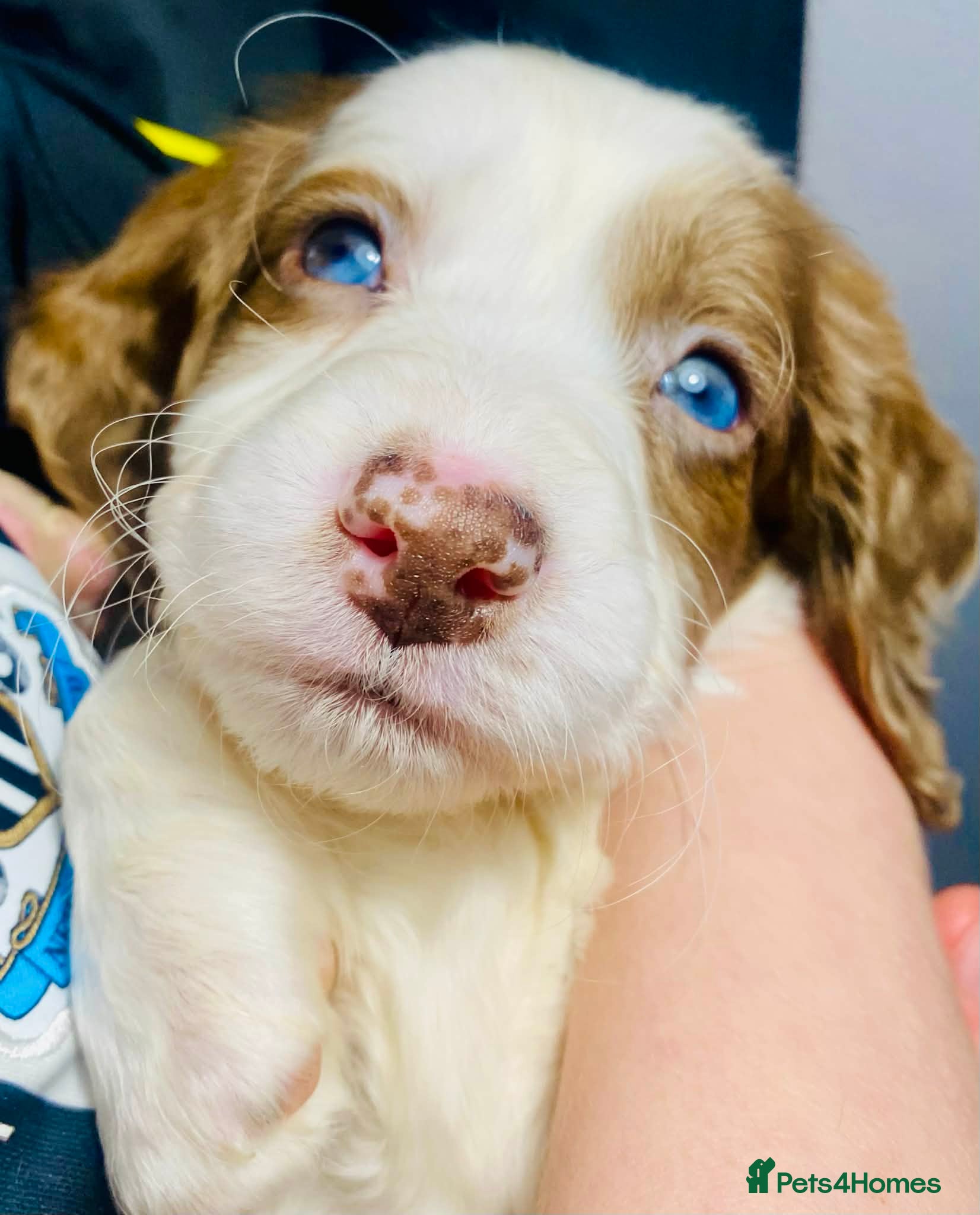 Sproodle dogs 🐶💕ready now 💕 Sprockerpoo Puppies🐶💕 - Advert 1