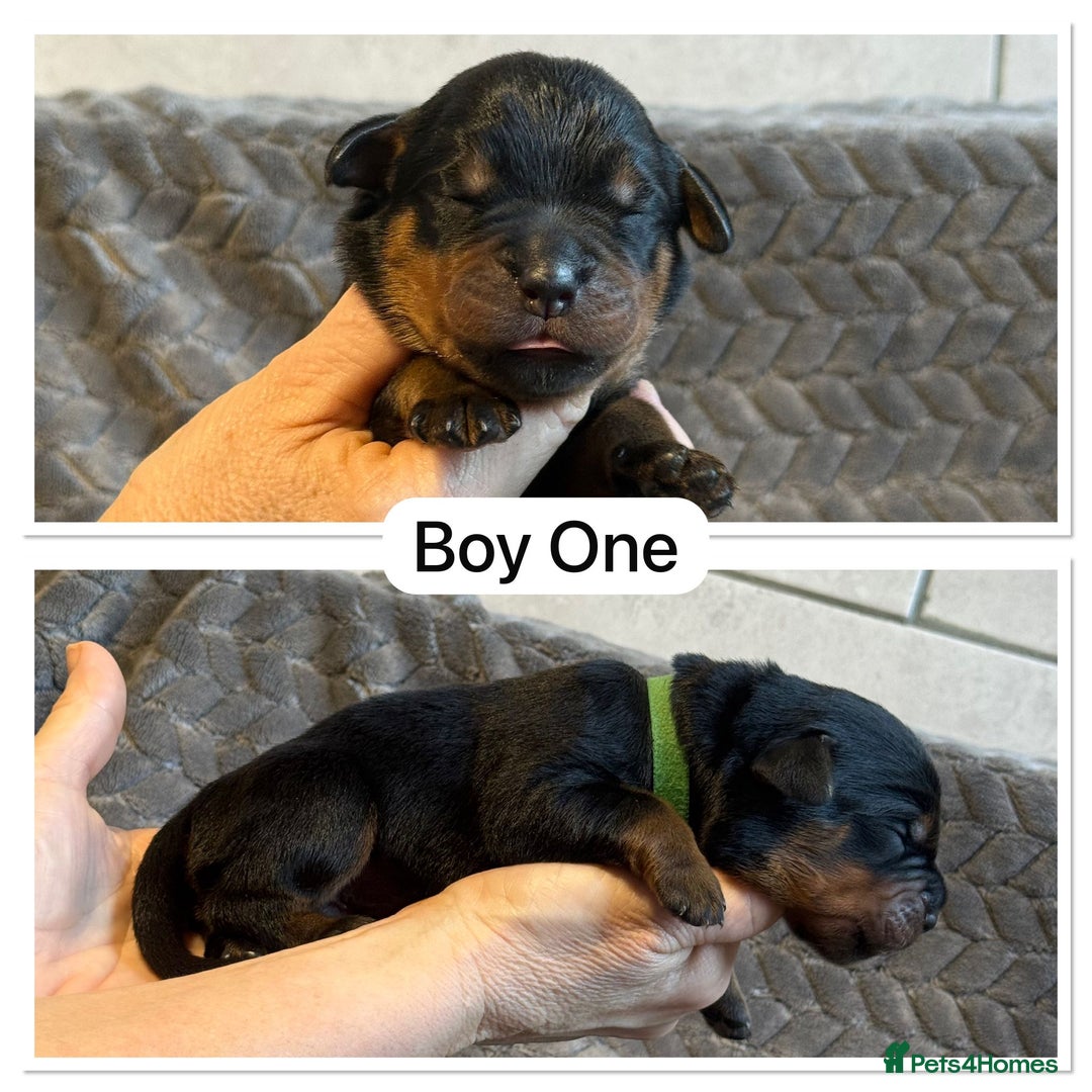 Rottweiler dogs for sale: Kc, dna, hips, elbows, eye tested parents  - Advert 2