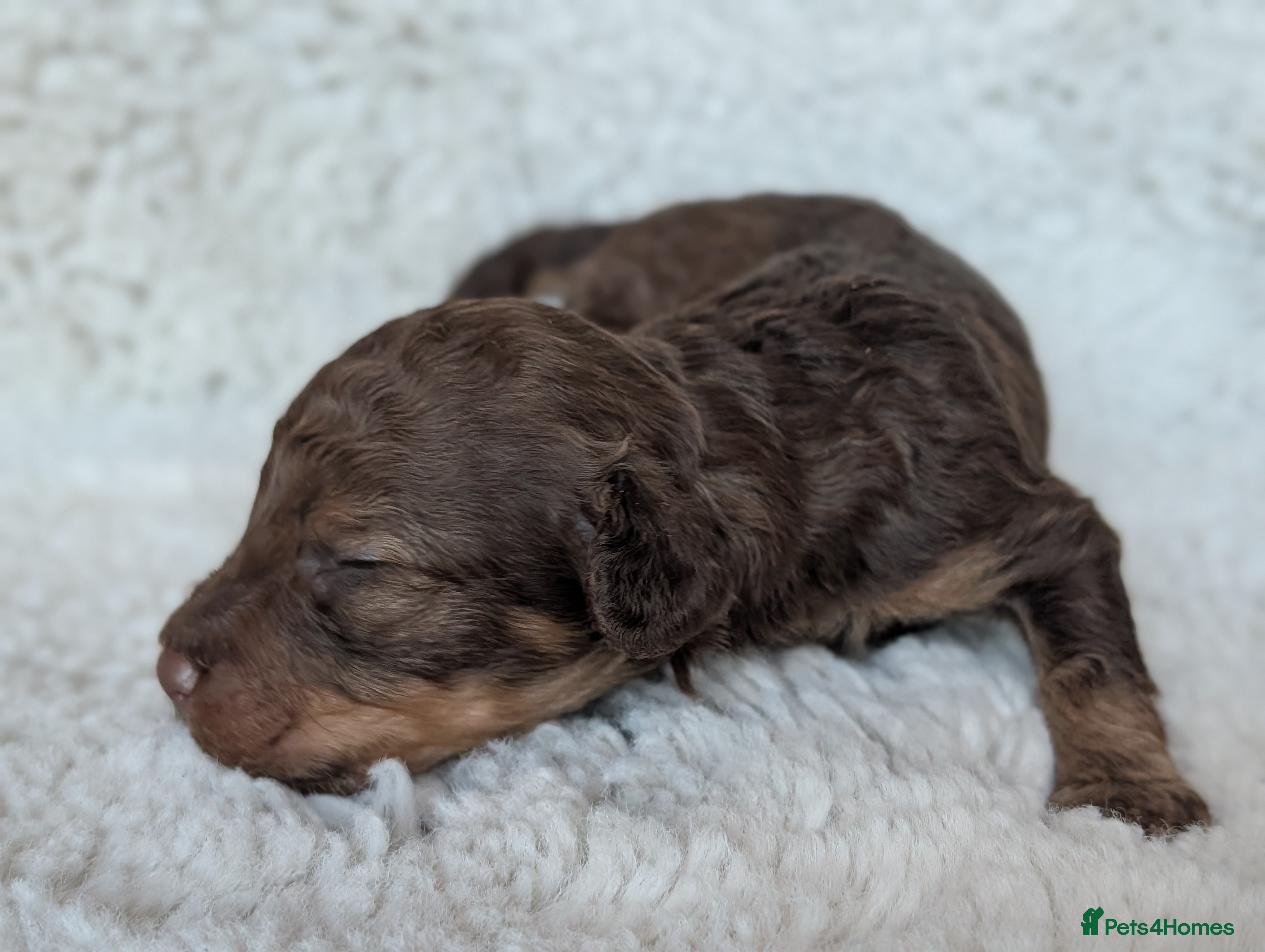 Cockapoo dogs PRA clear. Merle, Chocolate, Golden Cockapoo pups - Advert 18