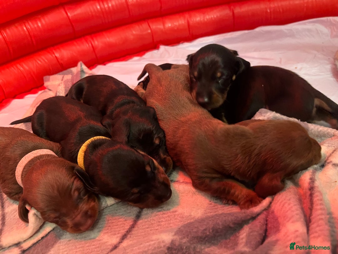 Miniature Dachshund dogs for sale: LAST ONE LEFT Miniature Dachshunds KC Registered in Pershore - Image 3