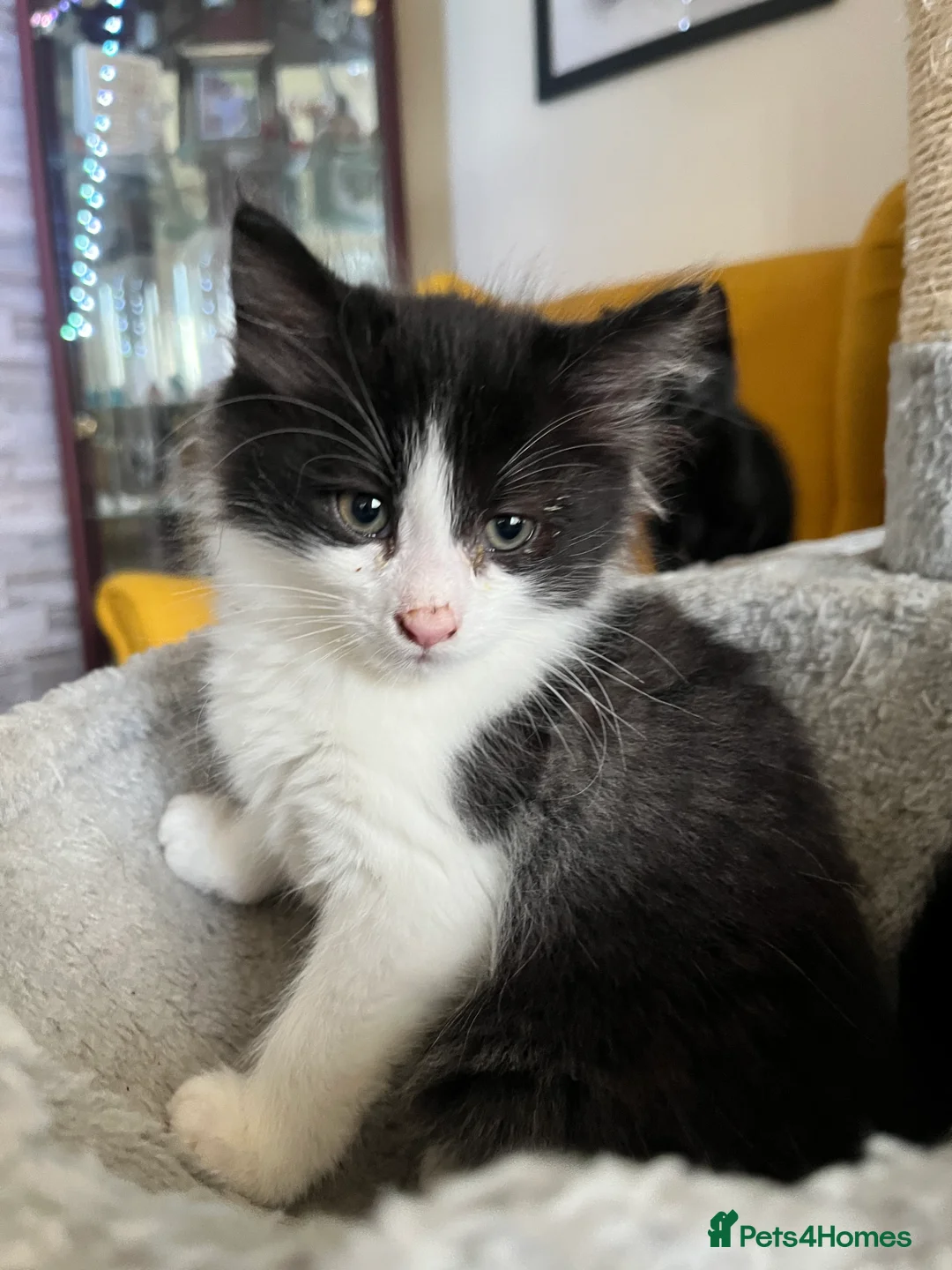 British Longhair cats for sale: Three beautiful kittens & two 7month old females  - Advert 9