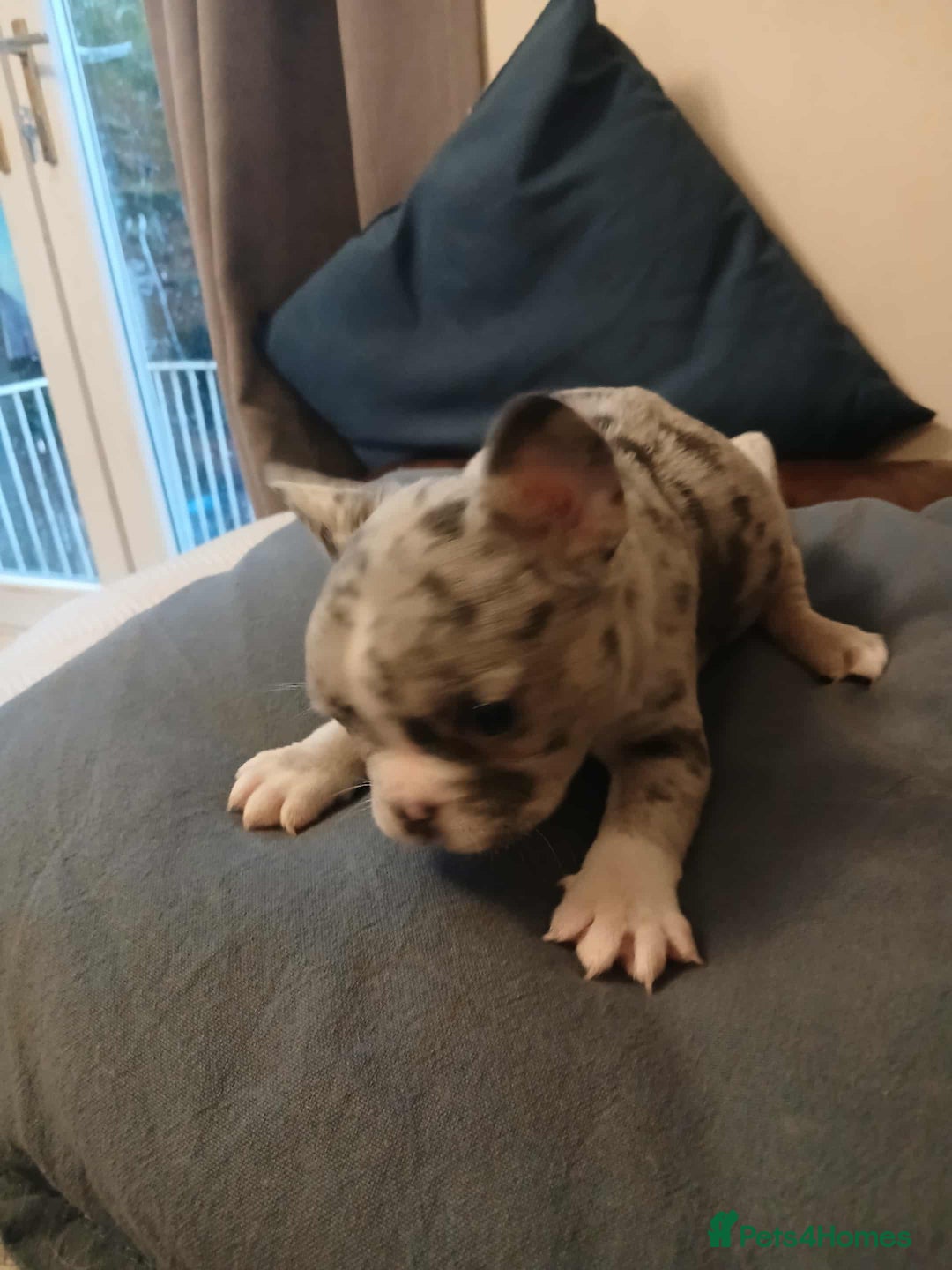 French Bulldog dogs for sale: French Bulldog puppies  - Image 2