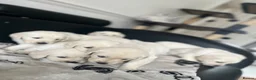 Golden Retriever dogs for sale: KC Pure white golden retriever puppies in Reading - Advert 7
