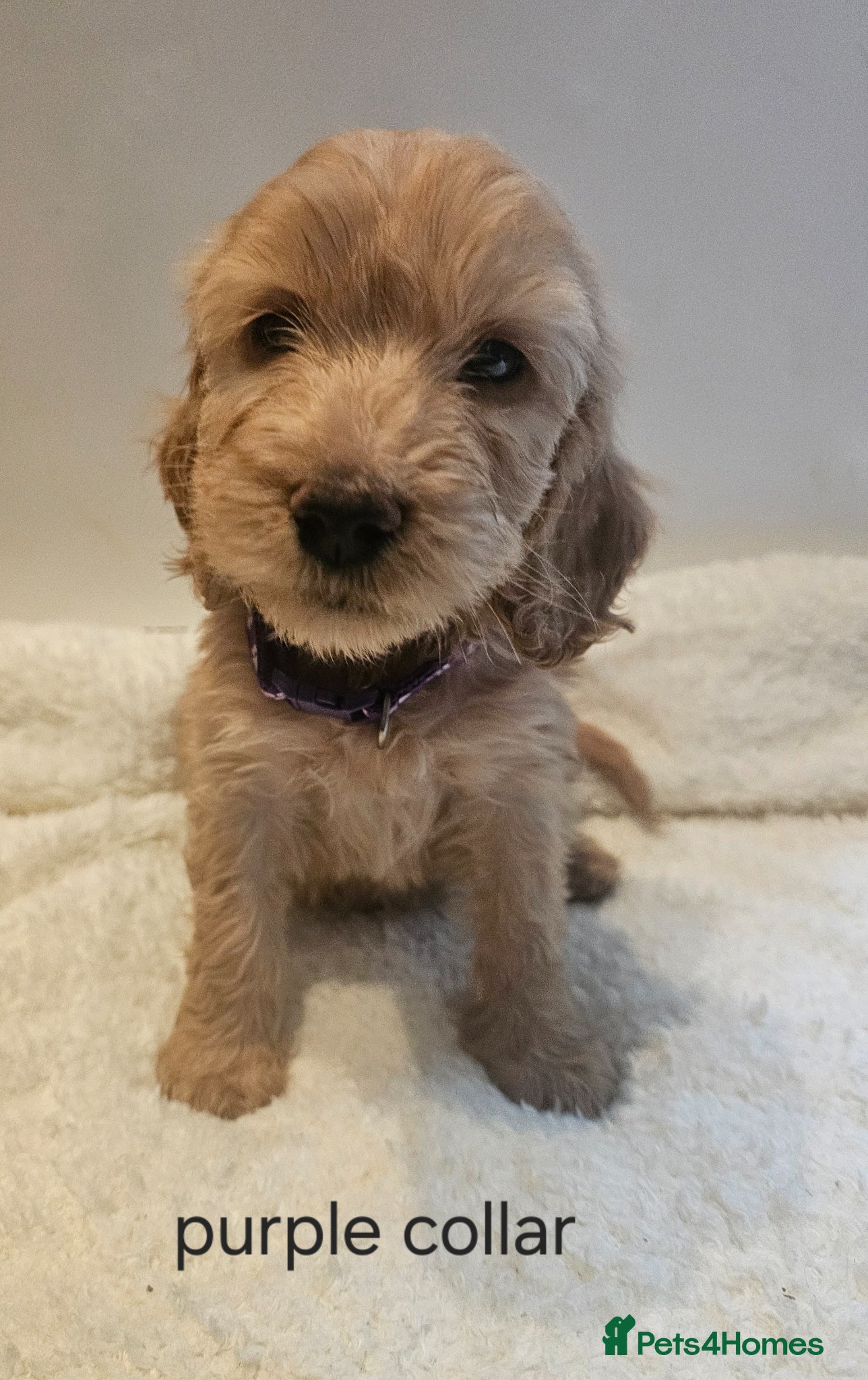 Cockapoo dogs Beautiful F1 cockapoo puppies ..6 girls 4 boys - Advert 8