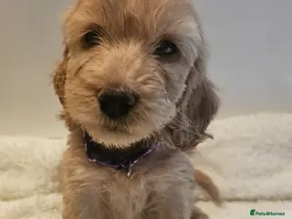 Cockapoo dogs Beautiful F1 cockapoo puppies ..6 girls 4 boys - Advert 2
