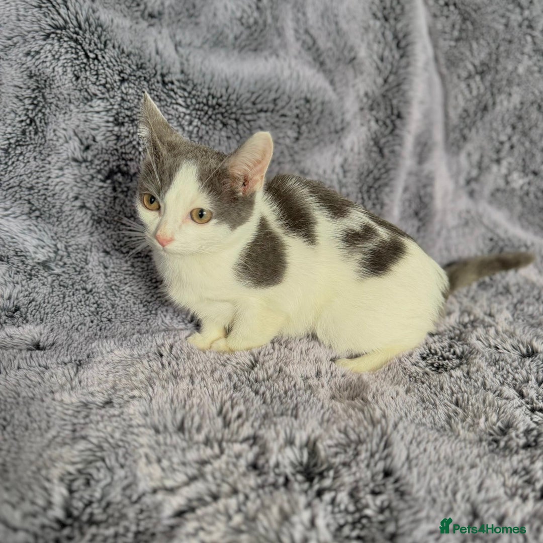 Mixed Breed cats for sale: Grey and white kittens  - Advert 3