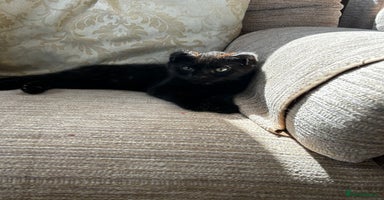 Ragdoll cats - Advert 7