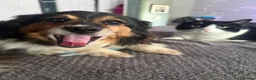Mixed Breed dogs for adoption: ❤️GYPSY - LITTLE LADY LOOKING FOR LOVE ❤️  in Derby - Advert 5