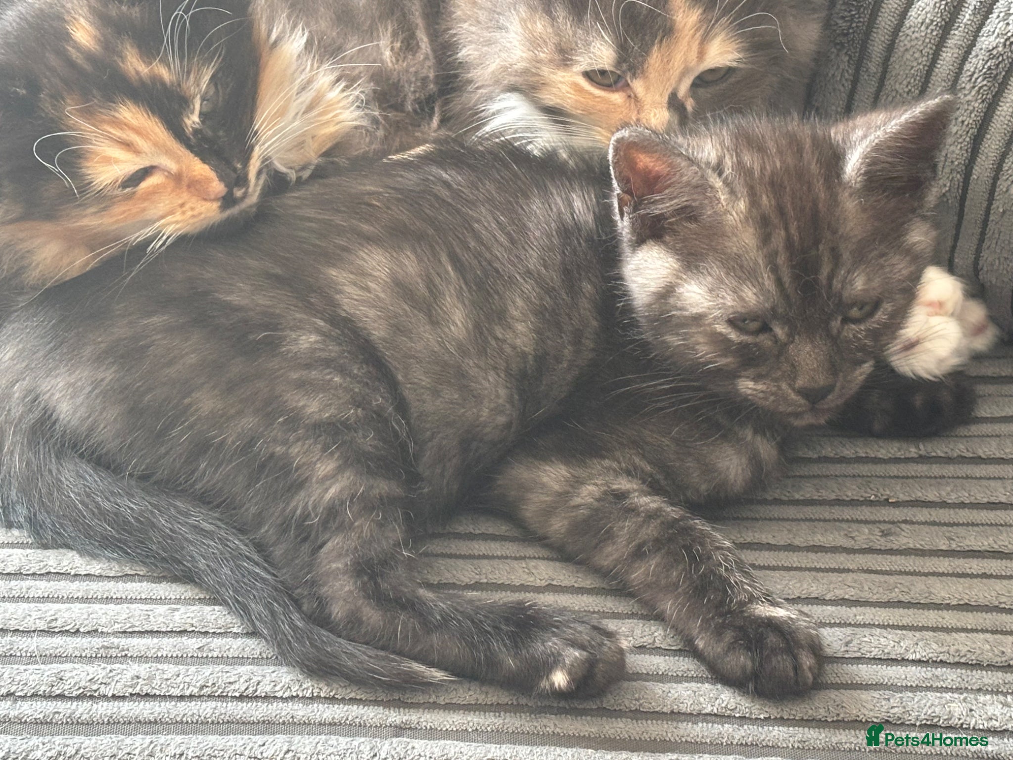 Mixed Breed cats Mainecoon cross kittens  - Advert 2