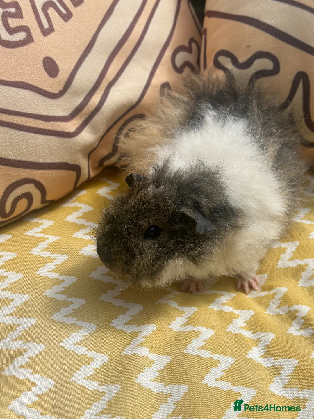 Guinea Pig rodents for sale: Male baby guinea pig Alpaca fur - Advert 2
