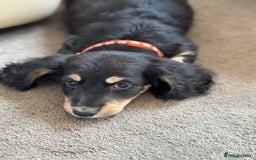 Miniature Dachshund dogs for sale: REDUCED!! Only one long hair miniature girl left!  in Sudbury - Image 2