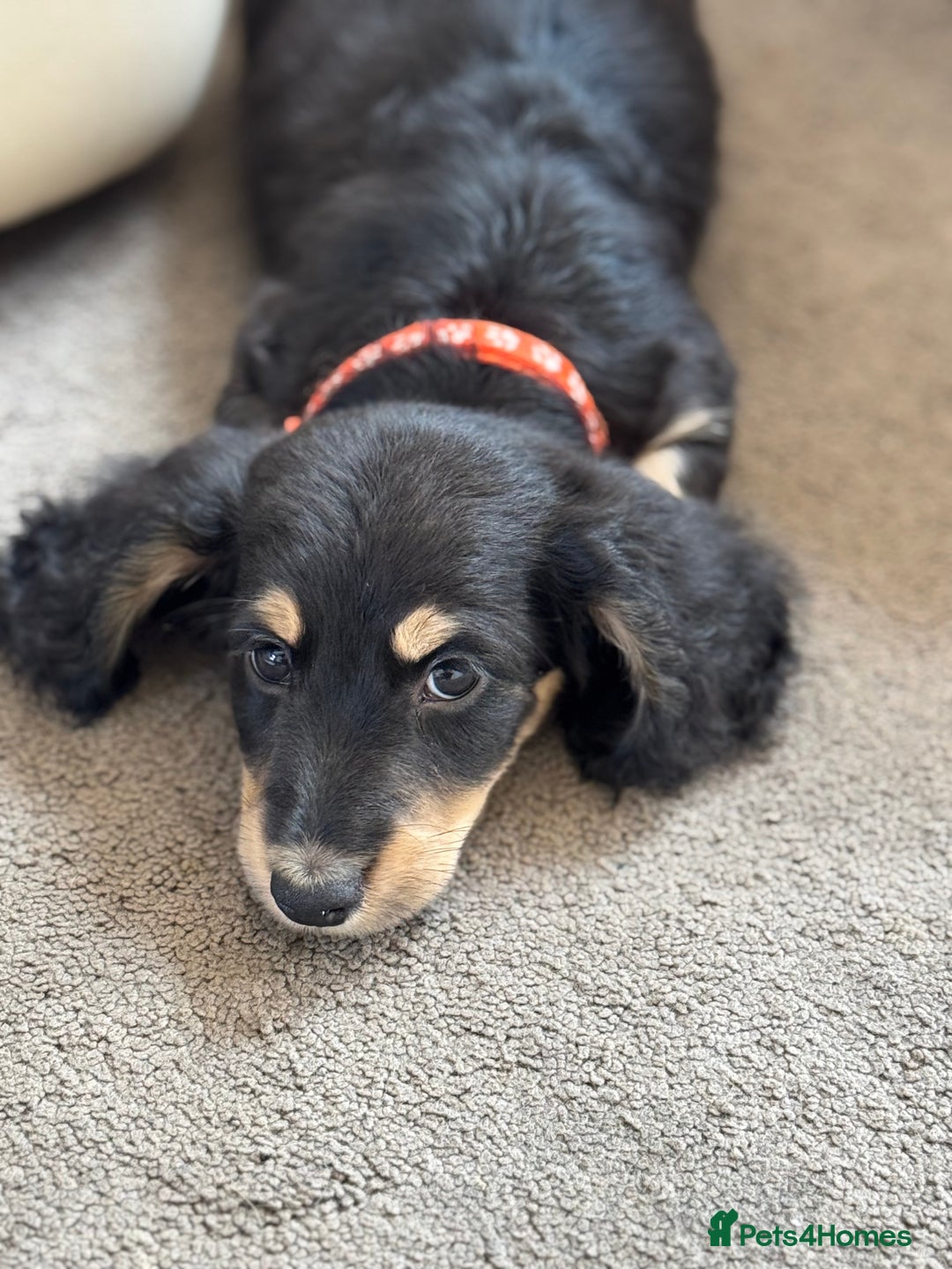 Miniature Dachshund dogs for sale: REDUCED!! Only one long hair miniature girl left!  in Sudbury - Image 2