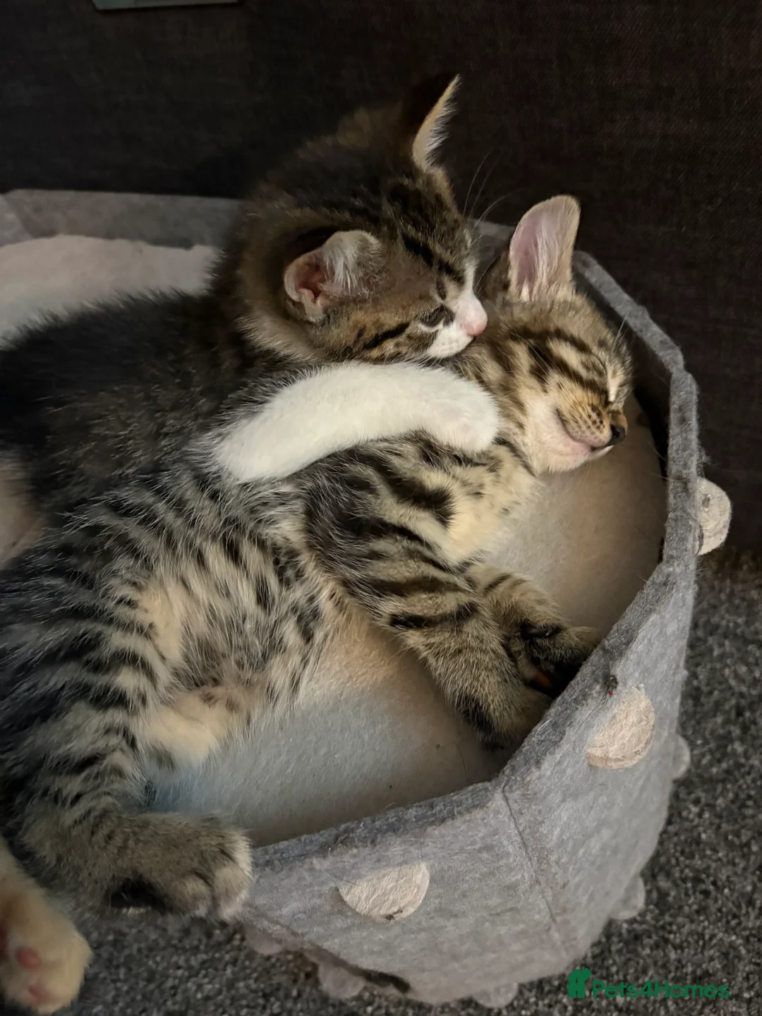 British Longhair cats for sale: Kittens Ready for sale - Advert 3