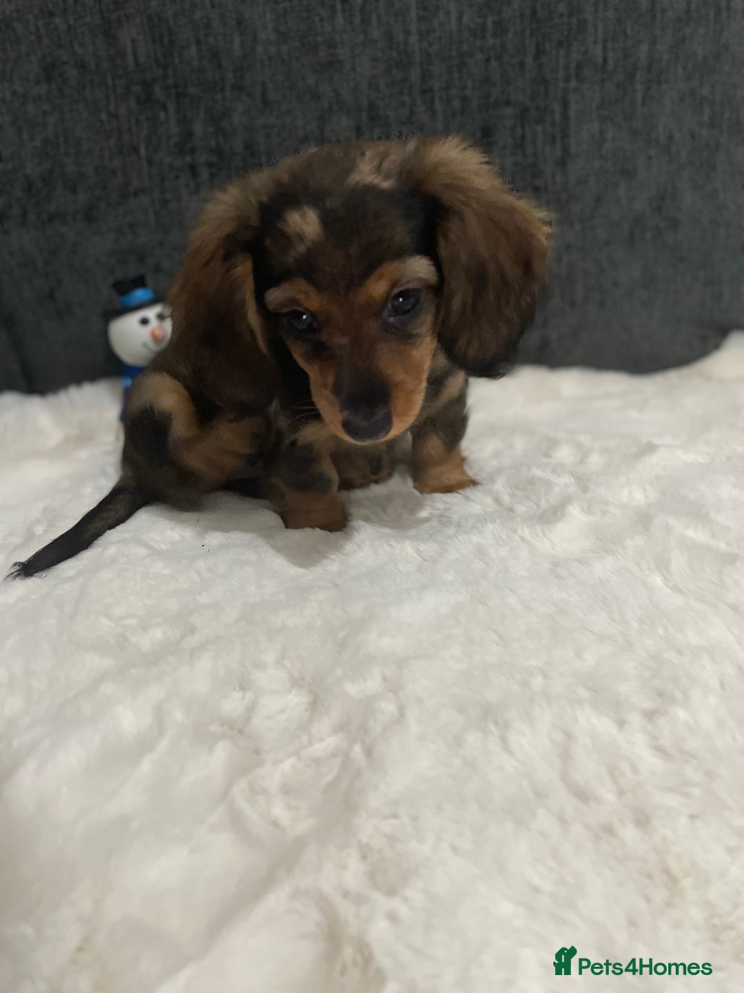 Miniature Dachshund dogs for sale: Champion Longhaired Miniature Dachshund Puppies - Advert 7