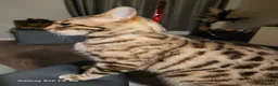 Bengal cats for sale: 9 yr old Snow Bengal looking for new home  in Darlington - Advert 8