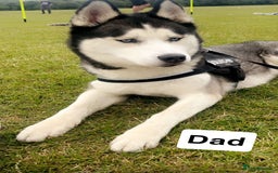 Siberian Husky dogs for sale: Beautiful puppy husky’s 😍 - Image 4