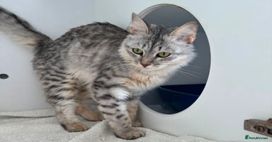 Mixed Breed cats - Advert 2