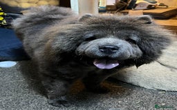 Chow Chow dogs for sale: Female chow chow  - Image 2