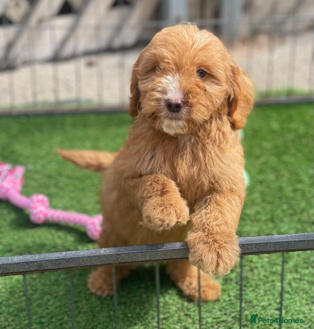 Cockapoo dogs for sale: Adorable F1 cockapoo pups NOW READY  - Image 21