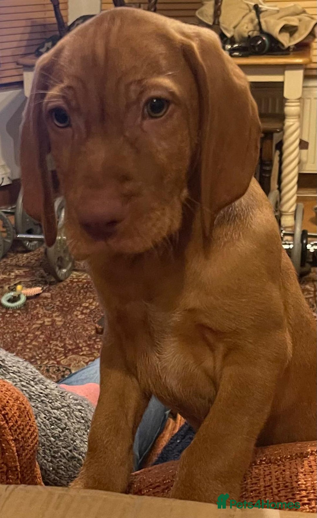 Hungarian Vizsla dogs for sale: Wirehaired Hungarian Visla puppies   - Advert 1