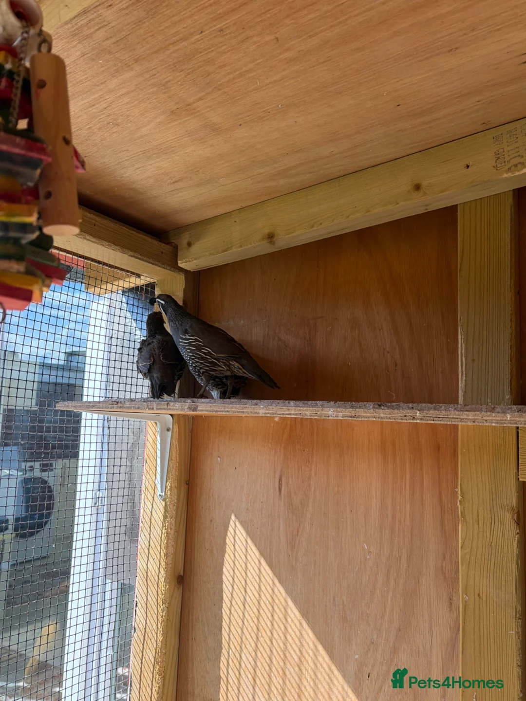 Quail poultry for sale: Californian quails and a pair of budgies for sale  - Advert 2
