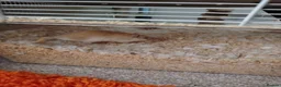 Gerbil rodents for sale: Gerbil and tank - Advert 2