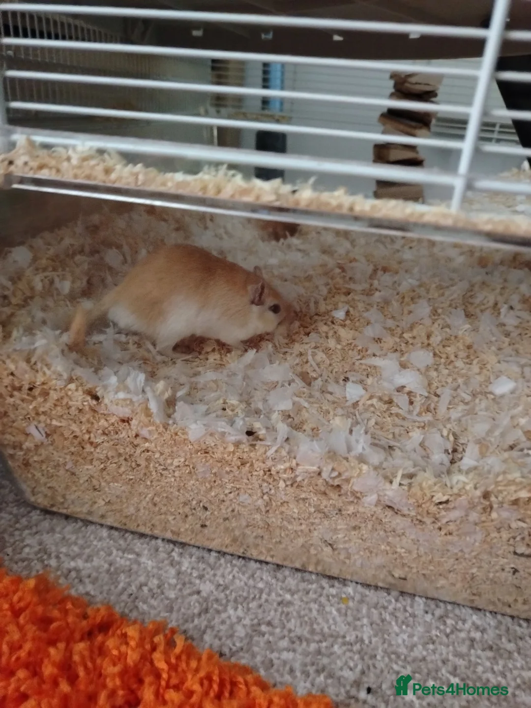 Gerbil rodents for sale: Gerbil and tank - Advert 2