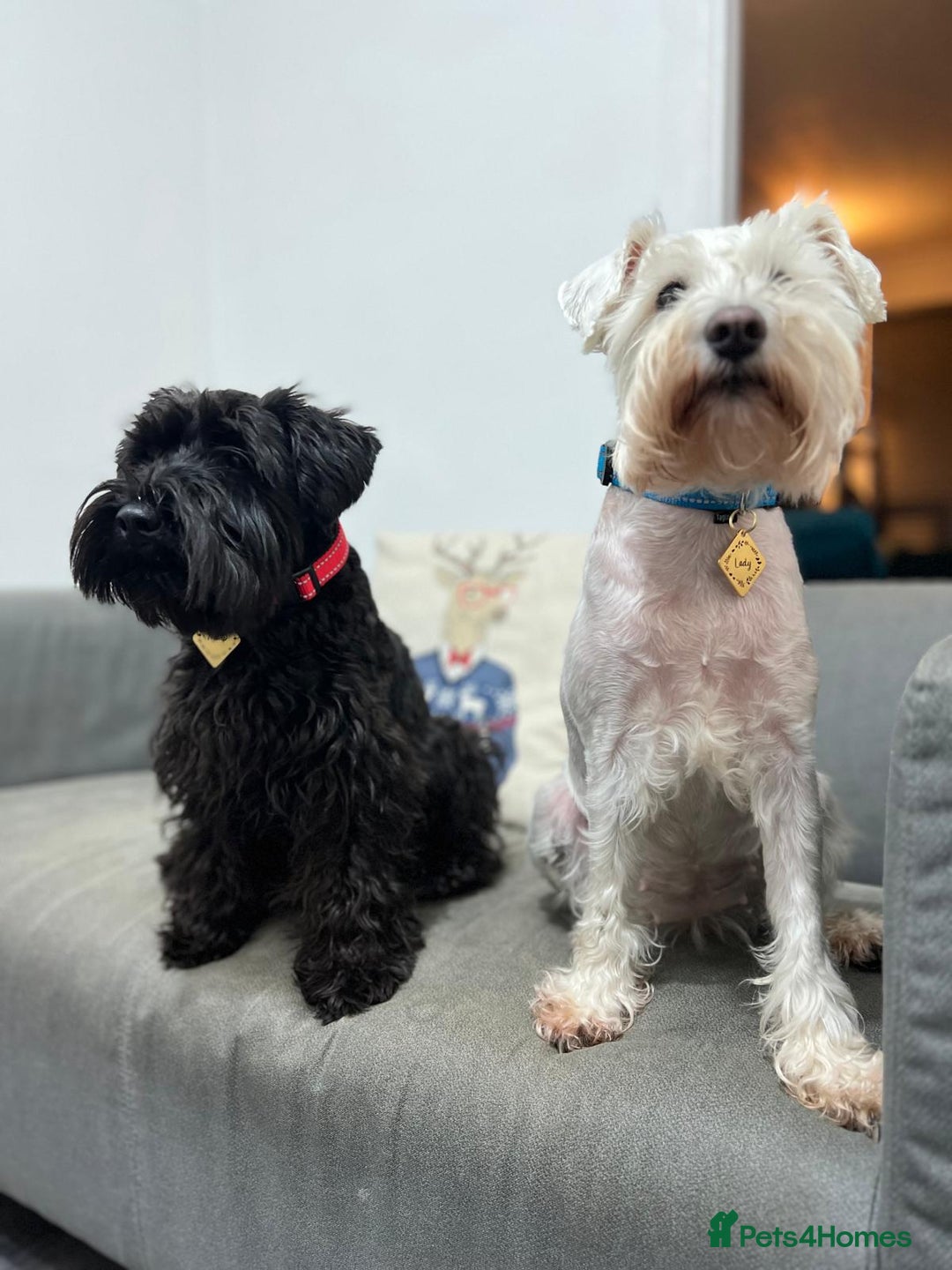 Miniature Schnauzer dogs for stud: Beautiful KC registered stud - Advert 1