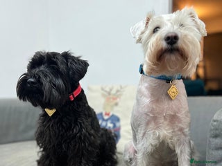 Miniature Schnauzer dogs - Advert 1