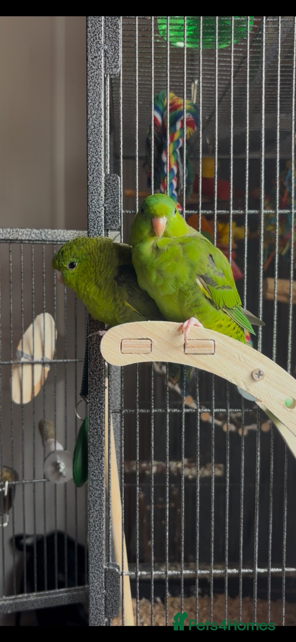 Parakeets birds Lineolated Parrekeets  - Advert 1