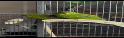 Parakeets birds for sale: Lineolated Parrekeets  - Advert 1