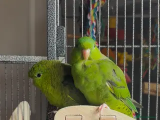 Parakeets birds Lineolated Parrekeets - Advert 4
