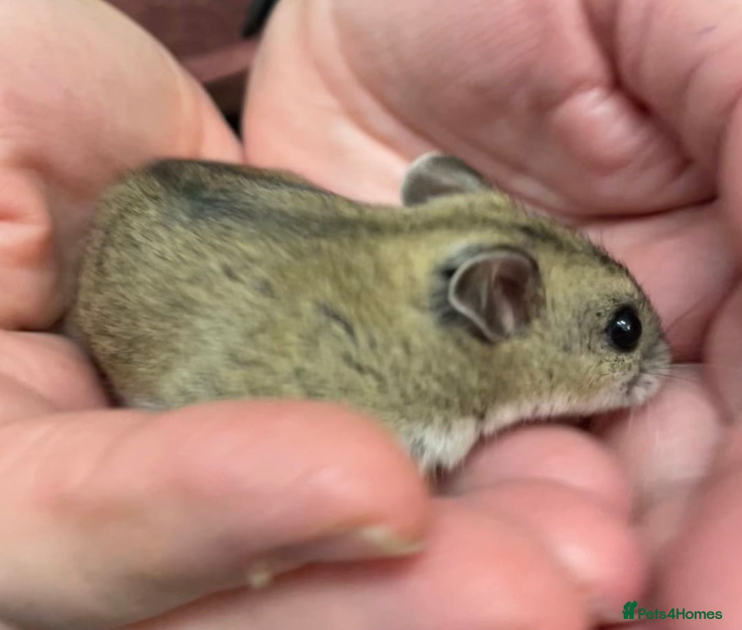 Hamster rodents for sale: Chinese female hamster from show stock - Advert 5